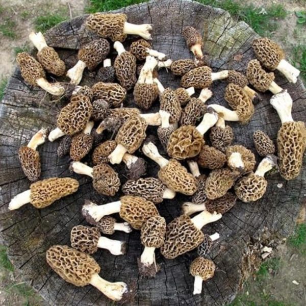 Wild Mashroom